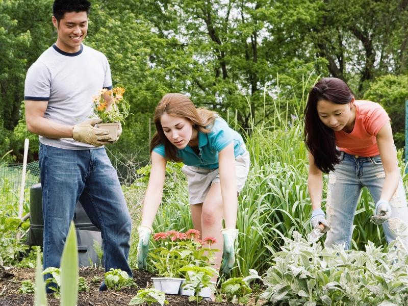 A man and two women gardening