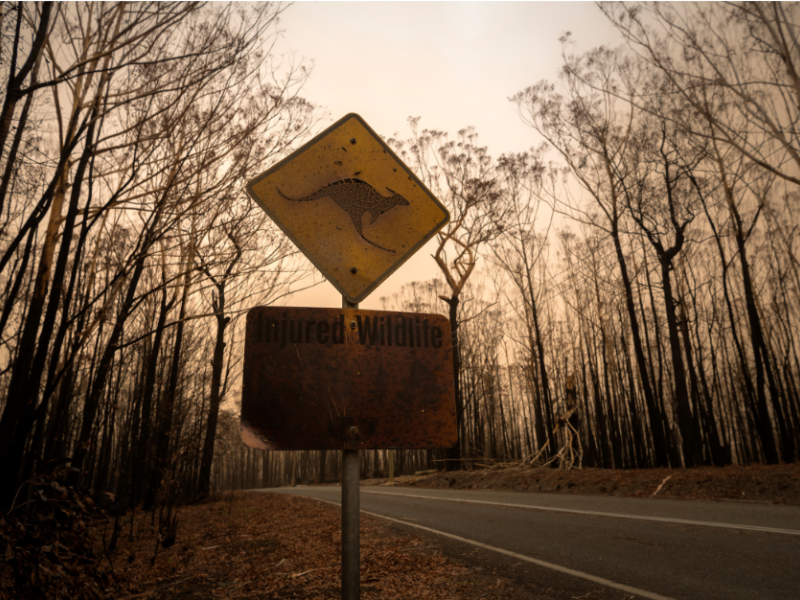 wildlife ahead road sign next to a road in an area that has recently experienced bushfires